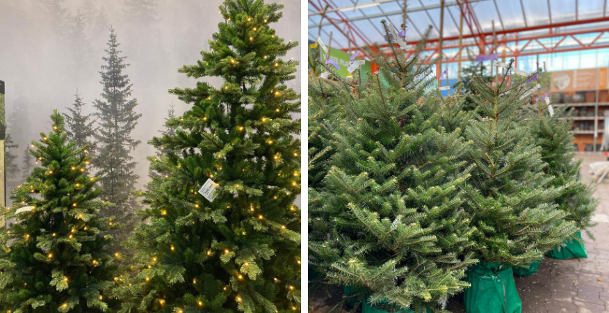 Echte kerstboom kopen? | Tuincentrum De Boet